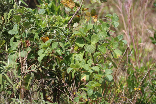 Rhoicissus tridentata