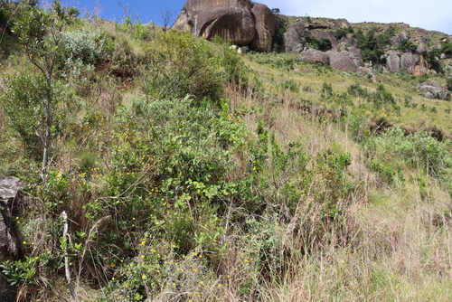 Rhoicissus tridentata, photograph 1