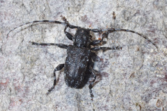 Aegomorphus clavipes