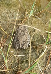 Duttaphrynus stomaticus