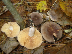 Lactarius mammosus