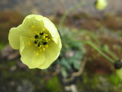 Papaver radicatum
