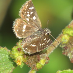 Carcharodina