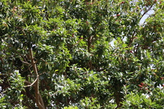 Ilex mitis, photograph (c) Tony Rebelo, some rights reserved (CC BY-SA)