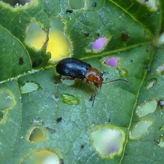 Podagrica fuscicornis