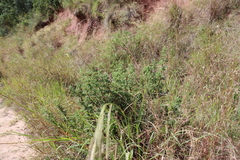 Leucosidea sericea, photograph (c) Tony Rebelo, some rights reserved (CC BY-SA)
