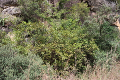 Searsia dentata, photograph (c) Tony Rebelo, some rights reserved (CC BY-SA)