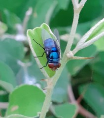 Diptera