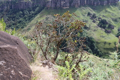 Greyia sutherlandii, photograph (c) Tony Rebelo, some rights reserved (CC BY-SA)