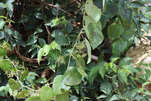Stephania abyssinica