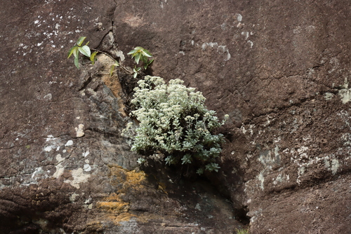 Helichrysum sutherlandii, photograph 2
