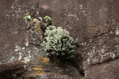 Helichrysum sutherlandii, photograph (c) Tony Rebelo, some rights reserved (CC BY-SA)