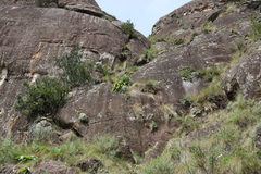 Merwilla plumbea, photograph (c) Tony Rebelo, some rights reserved (CC BY-SA)