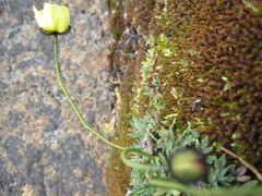 Papaver radicatum