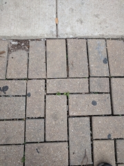 Tracheophyta