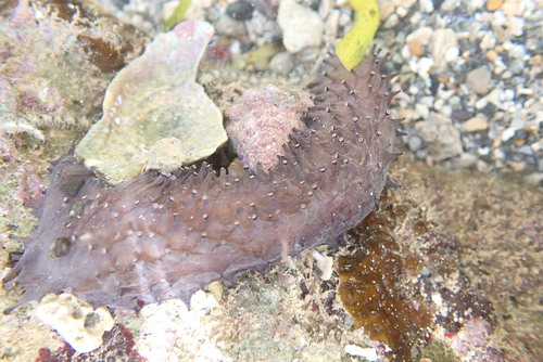 Holothuria difficilis observed 2026-07-26
