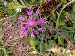 Centaurea napifolia image