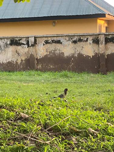 Western Plantain-eater