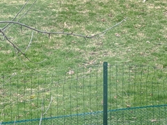 Zonotrichia leucophrys