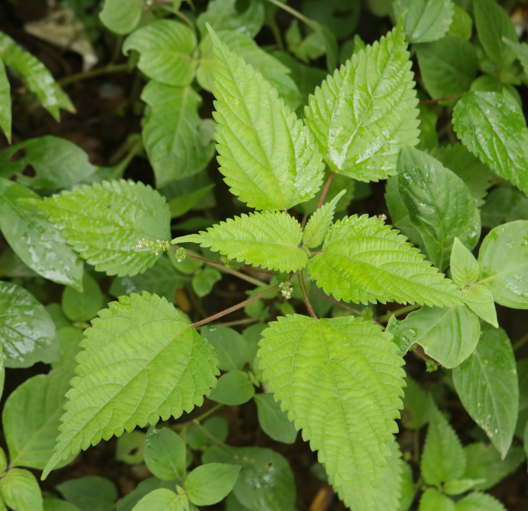 Laportea interrupta