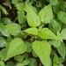 Hawaii Woodnettle - Photo (c) Shiwalee Samant, some rights reserved (CC BY-NC), uploaded by Shiwalee Samant