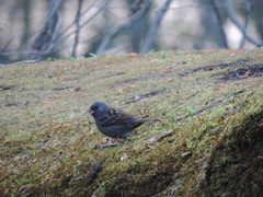 Emberiza variabilis