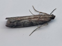 Ephestia