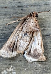 Ectopatria clavigera