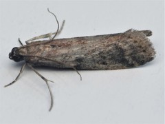 Ephestia