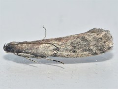 Ephestia