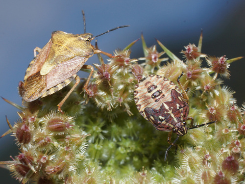 Rausvasparnė skydblakė nuotrauka