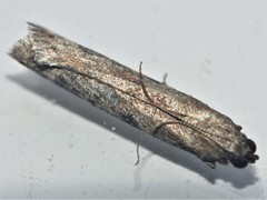 Ephestia