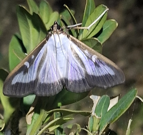 Box Tree Moth