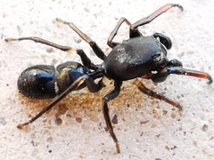Leptorchestes peresi