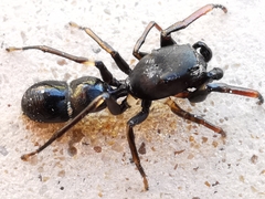 Leptorchestes peresi