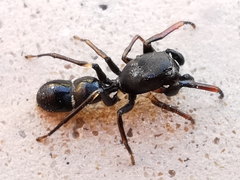 Leptorchestes peresi