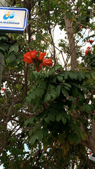 Spathodea campanulata