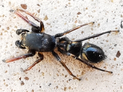 Leptorchestes peresi