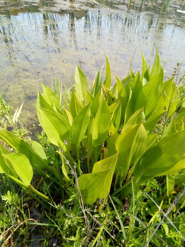 Alisma plantago-aquatica image