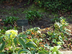 Leucanthemum × superbum