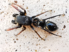 Leptorchestes peresi