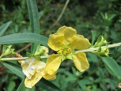 Heimia salicifolia