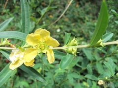 Heimia salicifolia, photograph (c) Lucas Carbone, some rights reserved (CC BY)