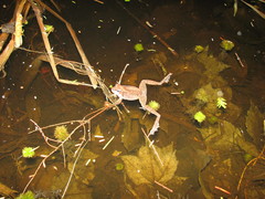 Lithobates sylvaticus image