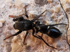 Leptorchestes peresi