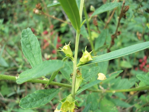 Heimia salicifolia, photograph 2