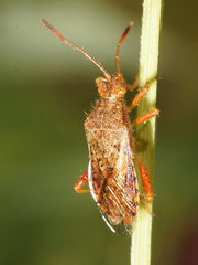 Rhopalus maculatus