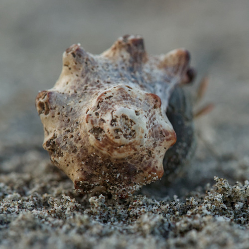 Mancinella speciosa, 2026-07-25