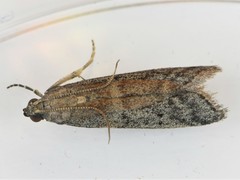 Ephestia
