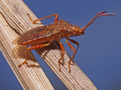 Rhopalus maculatus